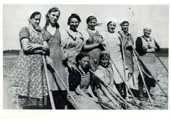 Borchersdorf Kr. Samland, Fuchsberger Frauen an der Straße nach Borchersdorf, beim Rübenhacken