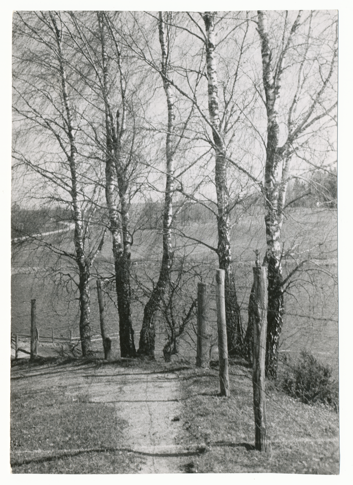 Masuren, Weg mit Birken bei Treuburg