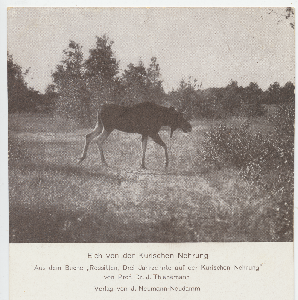 Kurische Nehrung, Elchhirsch mit langem Bart in charakteristischer Nehrungslandschaft