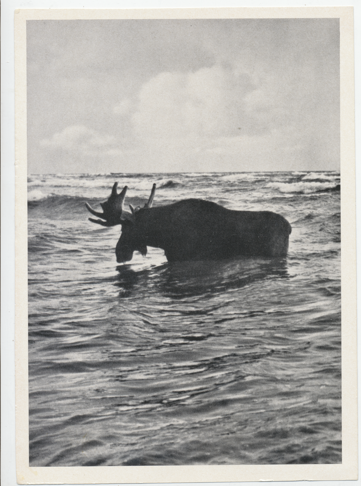 Kurische Nehrung, Elchschaufler in der Ostsee