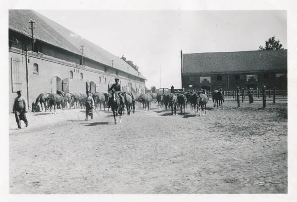 Groß Trakehnen, Alter Hof, Trakehner Stutenhof mit Fuchsherde