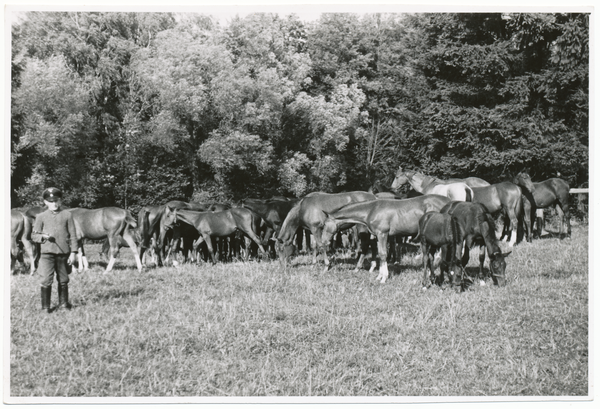 Trakehnen, Fohlenherde auf der Koppel