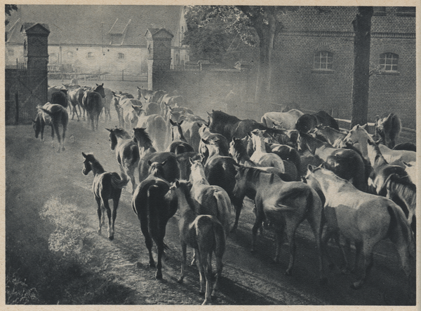 Groß Trakehnen, Vorwerk Bajohrgallen, Heimkehrende gemischtfarbige Stutenherde