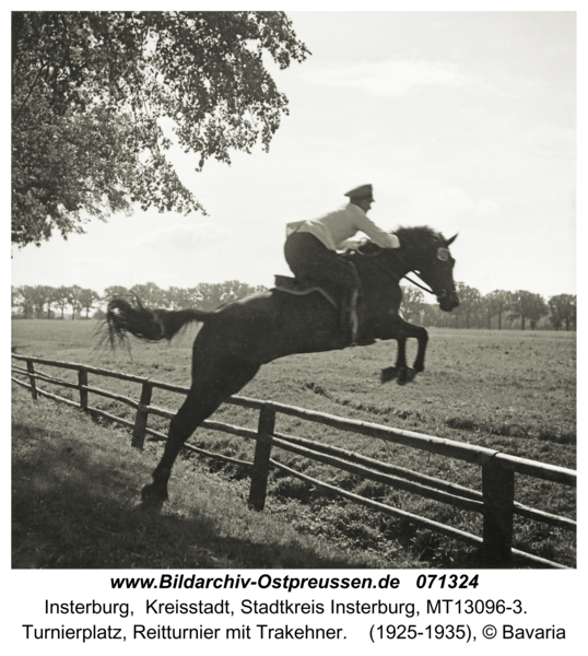 Insterburg, Turnierplatz, Reitturnier mit Trakehner