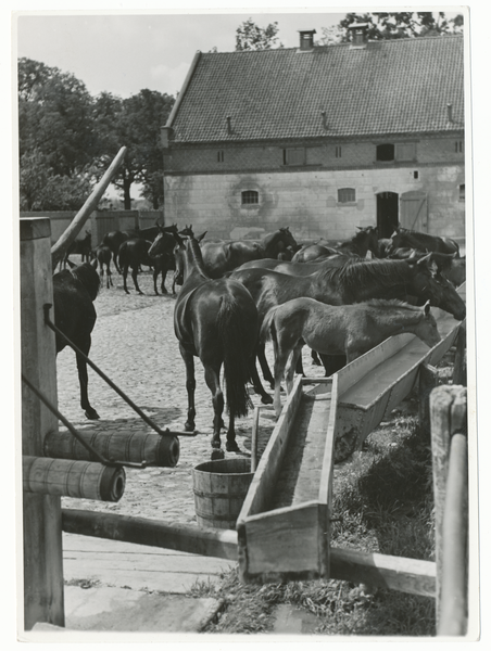 Groß Trakehnen, Vorwerk Gurdschen, Rappherde an der Tränke