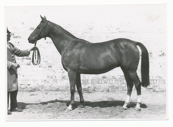 Groß Trakehnen, "Blindschleiche" aus der Fuchsherde