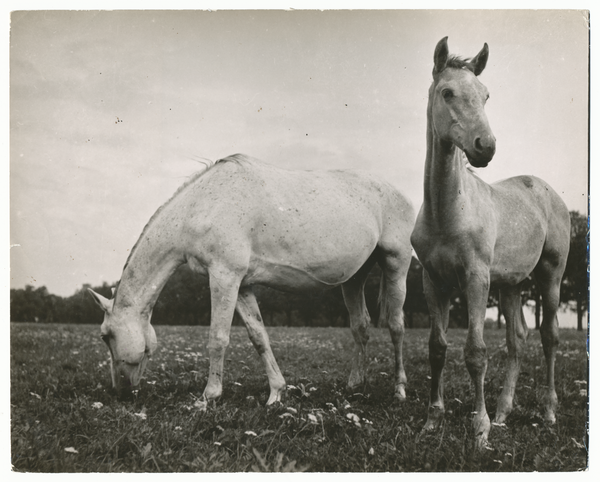 Groß Trakehnen, Vorwerk Bajohrgallen, Stute "Tazette" mit dem Hengstfohlen von "Fetysz ox"