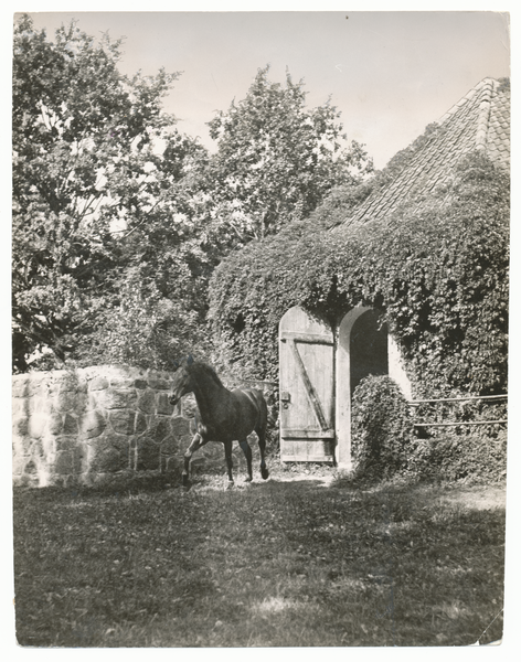 Groß Trakehnen, Paddock - Hengstwohnung