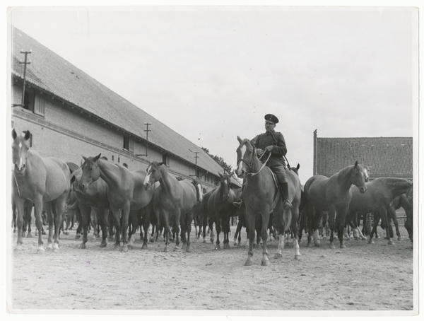 Groß Trakehnen, Alter Hof, Trakehner Stutenhof mit Fuchsherde - Austrieb auf die Weide