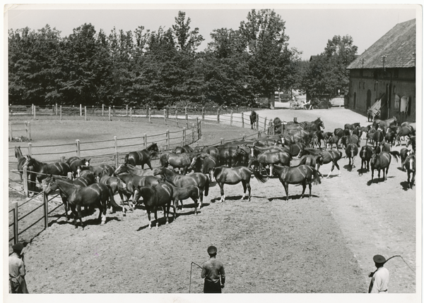 Groß Trakehnen, Fuchsherde auf dem Hof