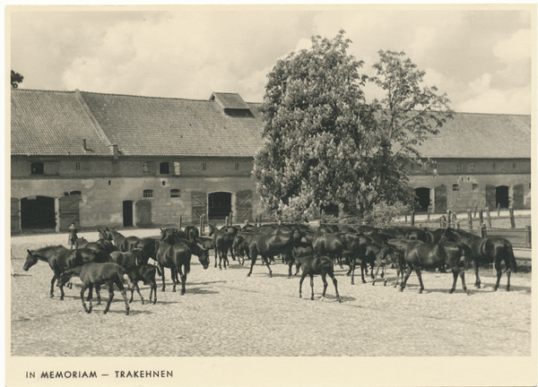 Groß Trakehnen, Vorwerk Schwichofshof, Rappherde