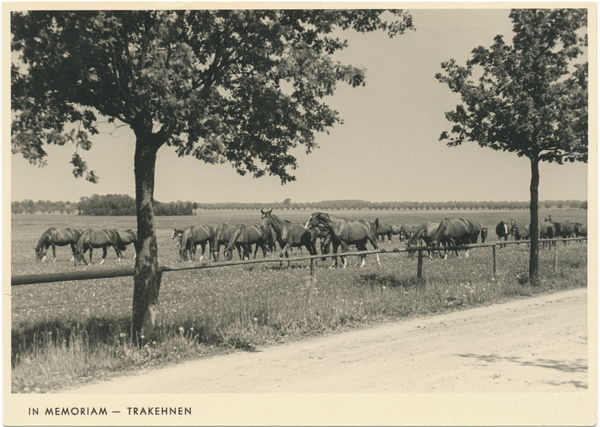 Groß Trakehnen, Alter Hof, Fuchsstutenherde auf der Koppel