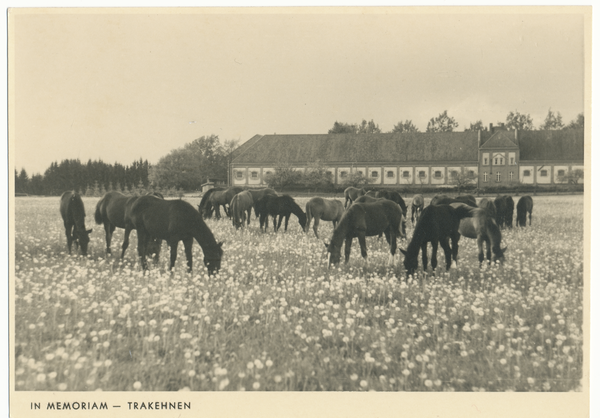 Groß Trakehnen, Pferde auf der Koppel hinter dem Auktionsstall