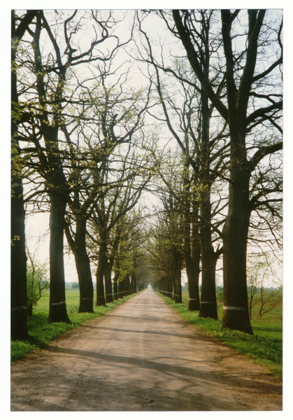 Groß Trakehnen (Ясная Поляна), Hauptallee nach Trakehnen