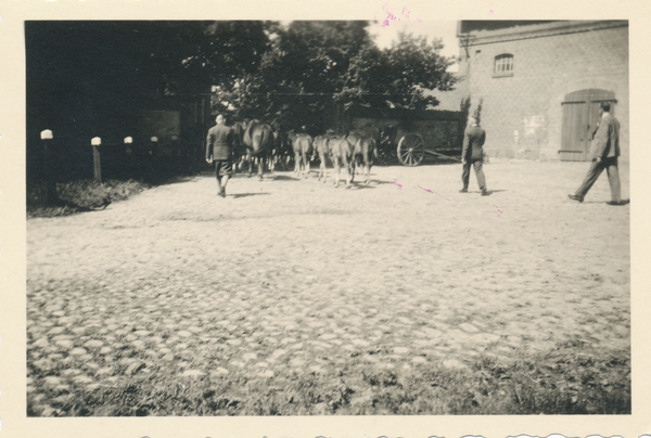 Groß Trakehnen, Pferde auf dem Hof