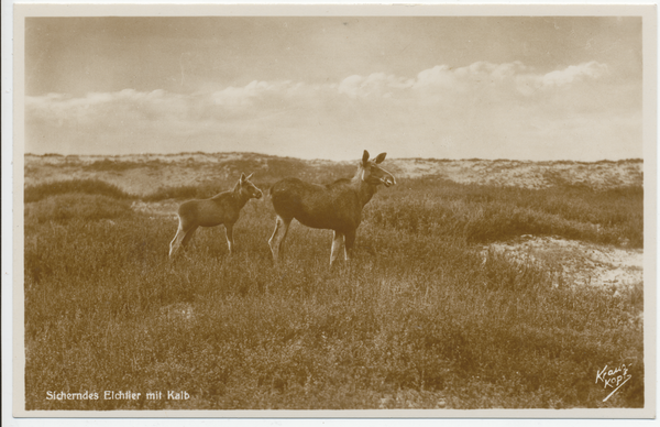 Kurische Nehrung, Sicherndes Elchtier mit Kalb