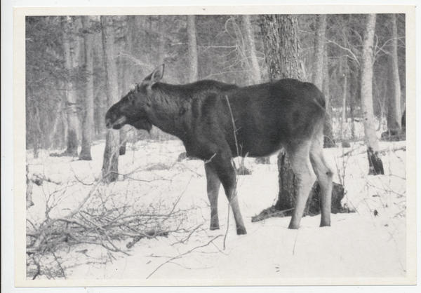 Memelgebiet, Elch im Winterwald