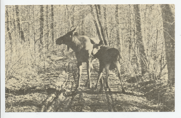 Memelgebiet, Zwei Elche im Winterwald