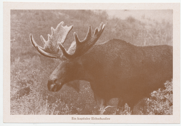 Kurische Nehrung, Ein kapitaler Elchschaufler