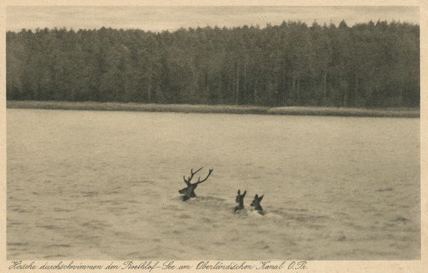 Röthloffsee, Hirsche durchschwimmen den See am Oberlandkanal Kanal