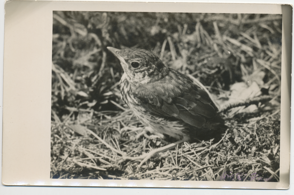 Ortelsburg, Stadt, Falkenhof, Vogel