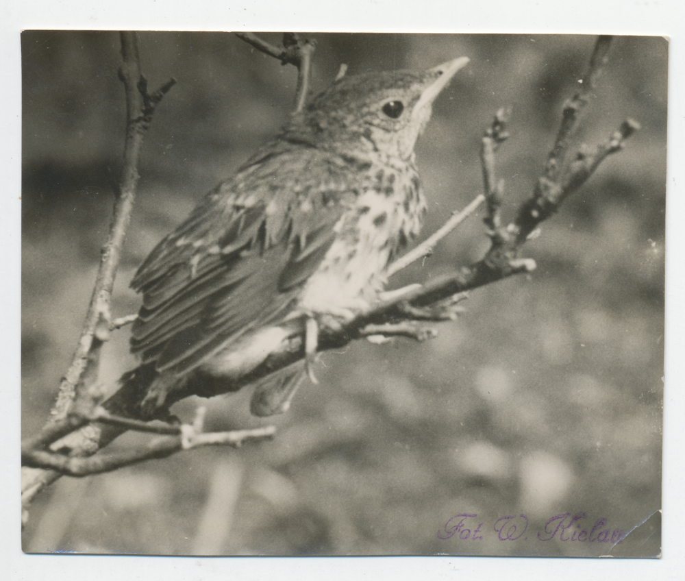 Ortelsburg, Stadt, Falkenhof, Junger Vogel