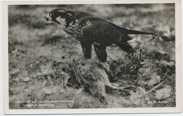 Ortelsburg, Stadt, Falkenhof, Beizfalke auf geschlagenem Rebhuhn