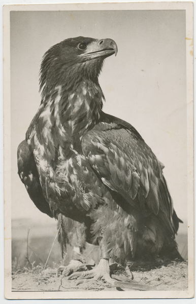 Ortelsburg, Stadt, Falkenhof, Seeadler "Thor"