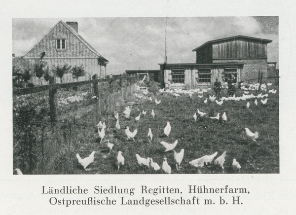 Regitten Kr. Braunsberg, Ländliche Siedlung, Hühnerfarm, Ostpreußische Landgesellschaft m.b.h., Königsberg