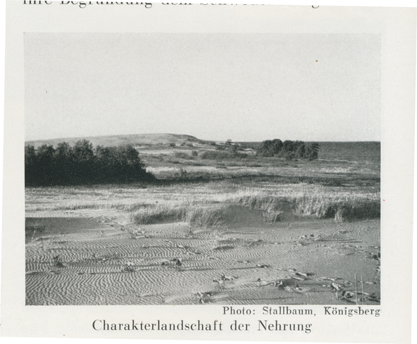 Kurische Nehrung, Charakteristische Landschaft