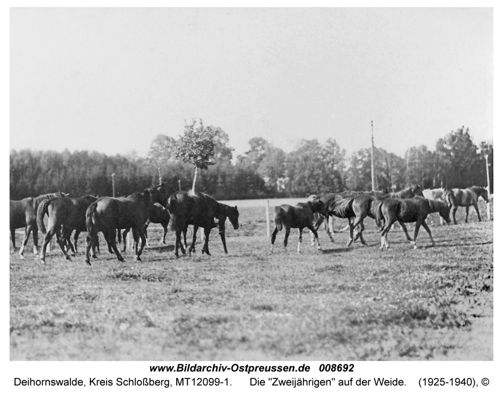 Deihornswalde, Die "Zweijährigen" auf der Weide