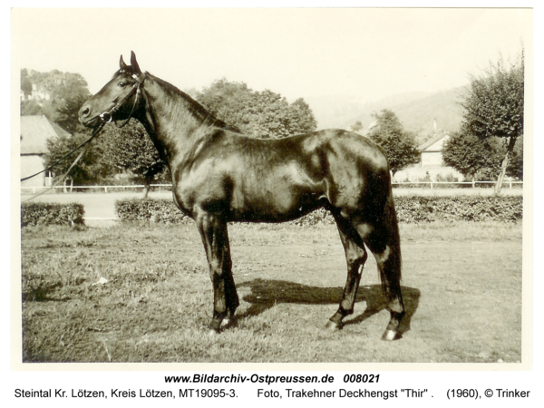 Steintal, Foto, Trakehner Deckhengst "Thir"