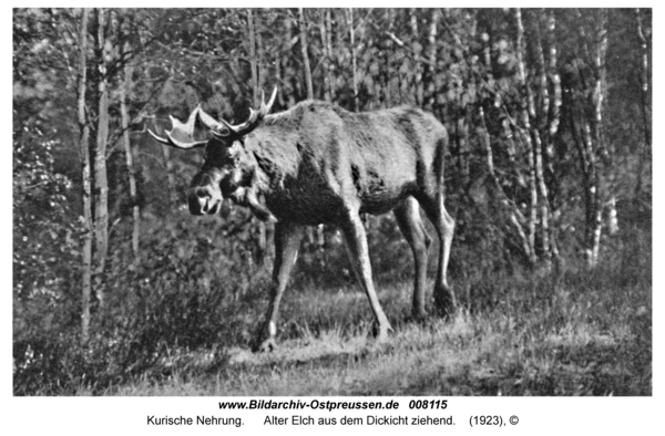 Kurische Nehrung, Alter Elch aus dem Dickicht ziehend