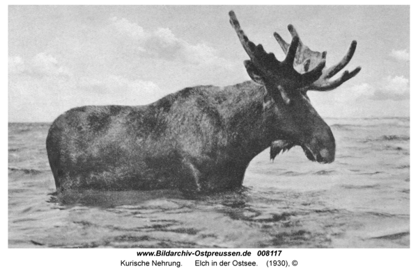 Kurische Nehrung, Elch in der Ostsee