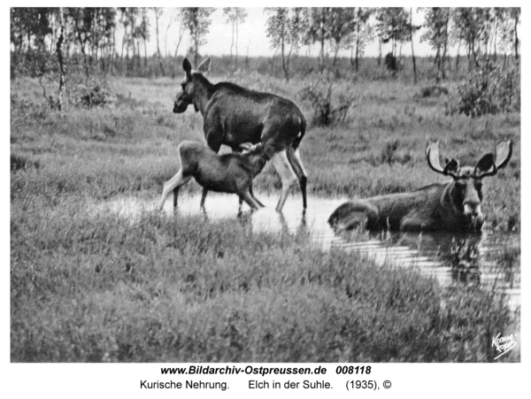 Kurische Nehrung, Elch in der Suhle