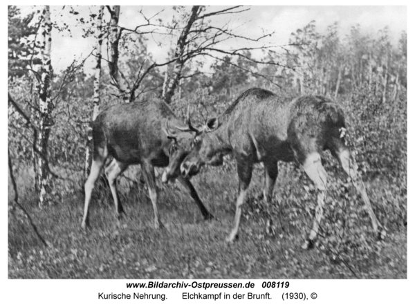 Kurische Nehrung, Elchkampf in der Brunft