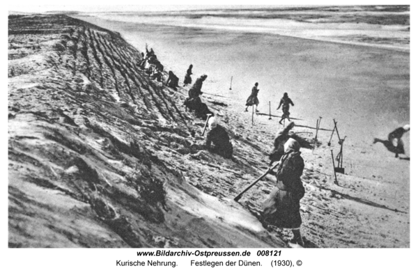 Kurische Nehrung, Festlegen der Dünen