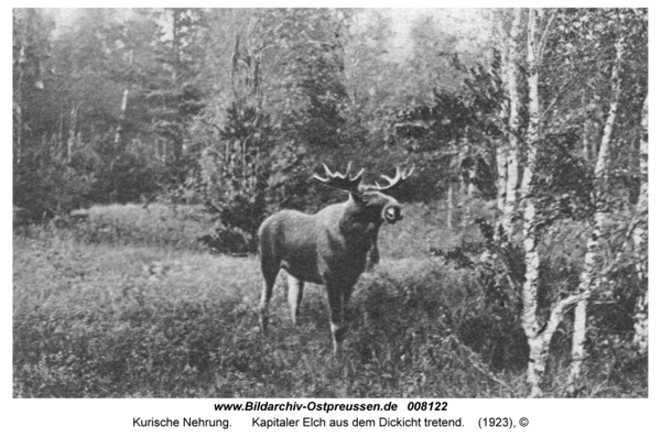 Kurische Nehrung, Kapitaler Elch aus dem Dickicht tretend