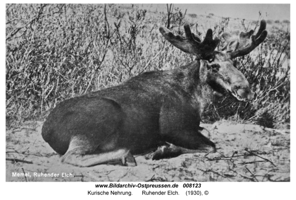 Kurische Nehrung, Ruhender Elch