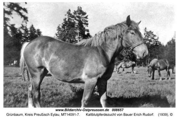 Grünbaum Kr. Preußisch Eylau, Kaltblutpferdezucht von Bauer Erich Rudorf