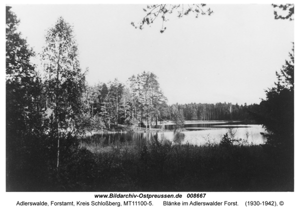 Adlerswalde, Blänke im Adlerswalder Forst