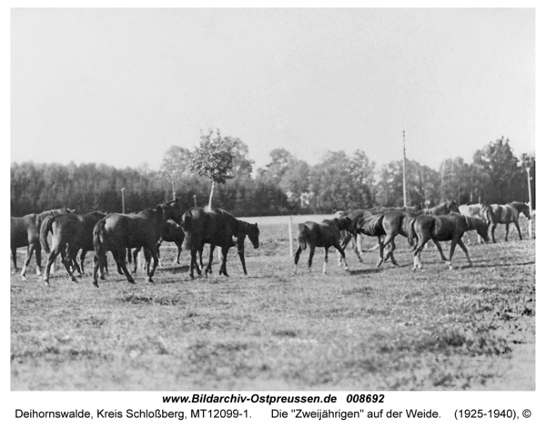 Deihornswalde, Die "Zweijährigen" auf der Weide