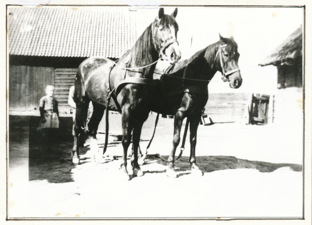 Austinlauken, Gehöft Stark, Hof mit Pferdegespann