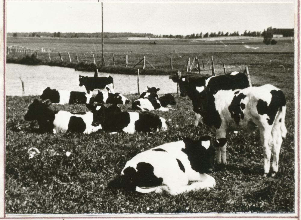 Marienhöhe Kr. Gumbinnen, Nördlich Gutshof, Jungvieh am Teich