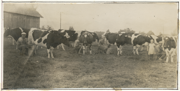 Austfelde, Milchkuhherde des Gutes, Melken hinter der Gutsscheune