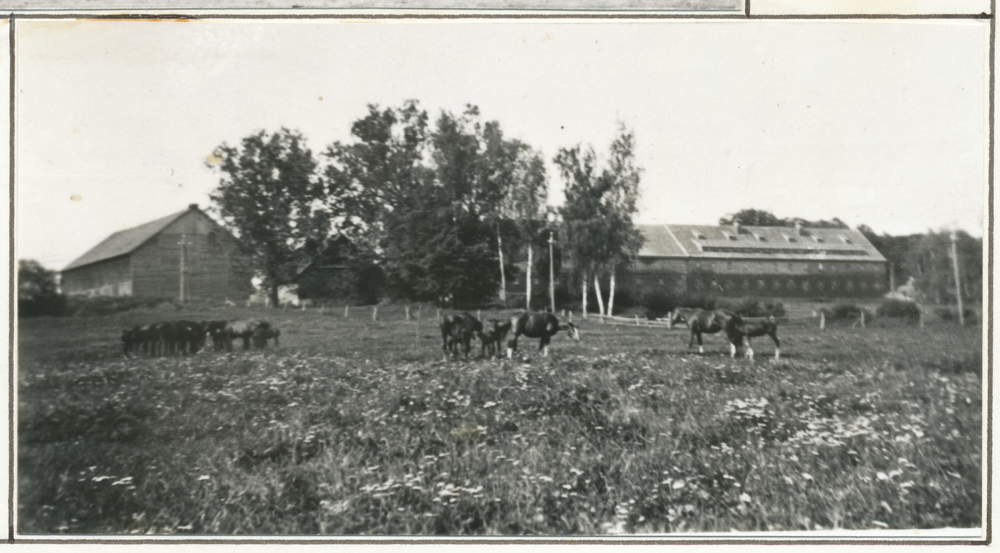 Schulzenwalde-Domäne, Stutenherde, hinten rechts Stutenstall