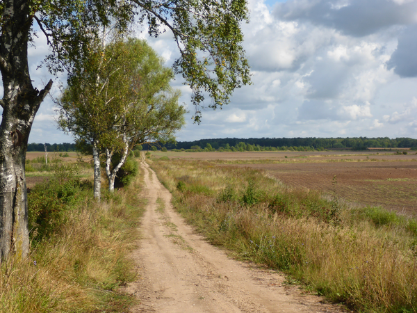 Allenburgsfelde