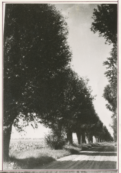 Grünweitschen, Weidenweg nach Jodzuhnen