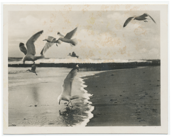 Ostsee, Küste, Möwen am Strand