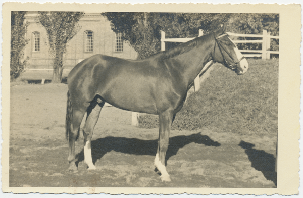 Allenstein, "Pegasus"